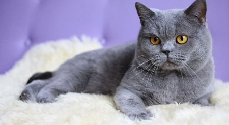 蓝猫为什么喜欢吃树叶?此文帮你解答 蓝猫为什么喜欢吃树叶?此文帮你解答