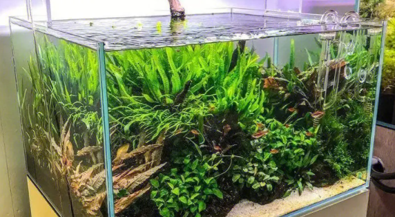 鱼缸水草怎么放 鱼缸水草怎么放