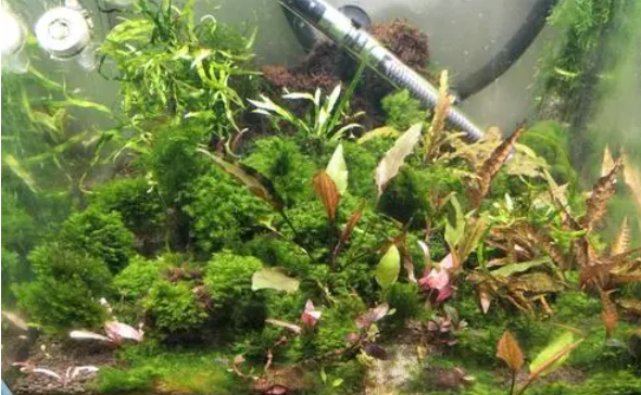 适合小型鱼缸养的水草
