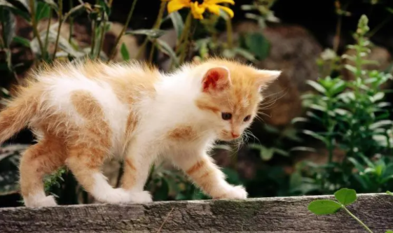 猫知道自己是只猫吗？一文替你解答