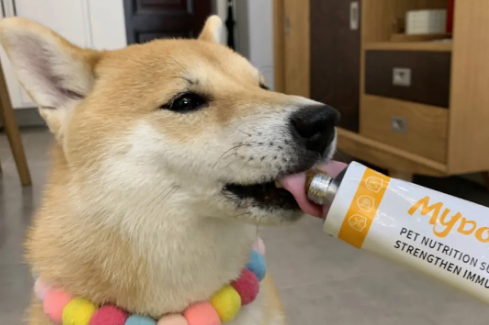 小狗狗吃营养膏好吗