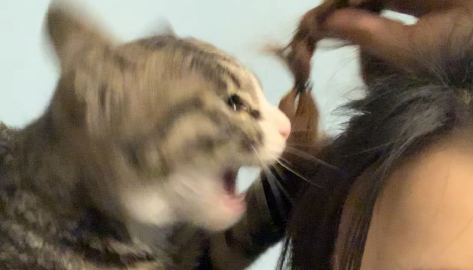猫咪为何喜欢咬人头发?主人要及时改正! 猫咪为何喜欢咬人头发?主人要及时改正!