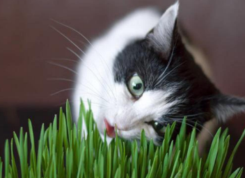 猫草可以水种吗 猫草可以水种吗
