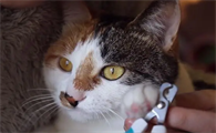 宠物猫用剪指甲吗