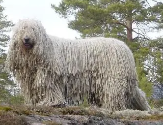 可蒙犬为什么没有卖的？想养的看过来