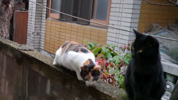 讲义气的流浪猫，吃饱后不忘同伴