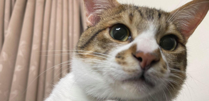 猫咪出现反常,凌晨5点不睡觉,不停在打转 猫咪出现反常,凌晨5点不睡觉,不停在打转