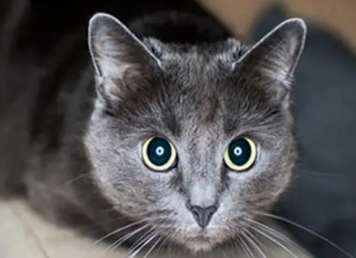 一文详解:科拉特猫生病有什么表现? 一文详解:科拉特猫生病有什么表现?
