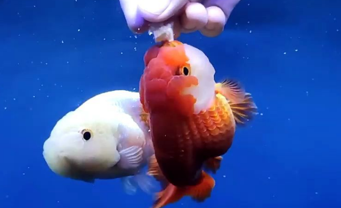 金鱼可以喂龟粮吗