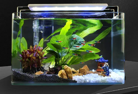 下过滤鱼缸怎样养水草 下过滤鱼缸怎样养水草