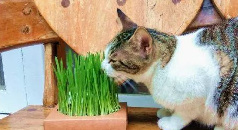 猫草要种多久
