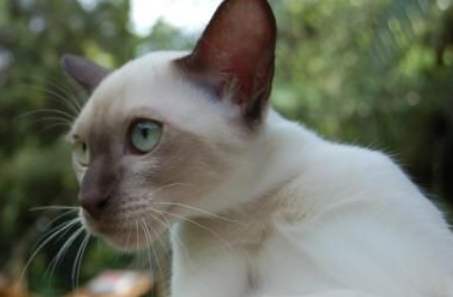 东奇尼猫得了猫瘟怎么治，你们真的清楚吗？