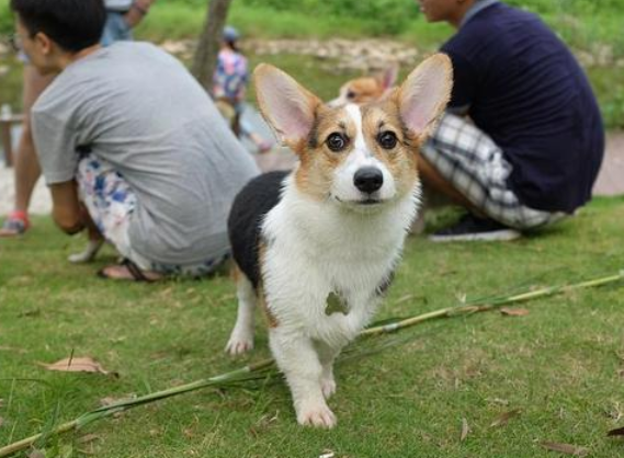 今日科普：柯基是牧牛犬吗？