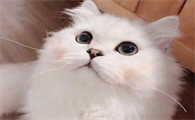 猫为什么总咬主人鞋？这里可以了解~