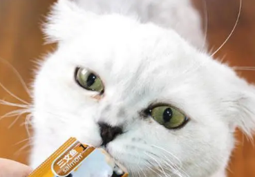 猫条猫咪一天吃几个比较好