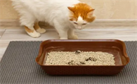 家里没有猫砂怎么应急?我来告诉你!