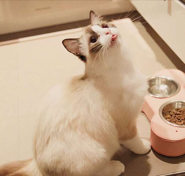 挑战游戏小猫咪博主