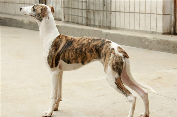 惠比特犬怎么养？详细饲养心得分享
