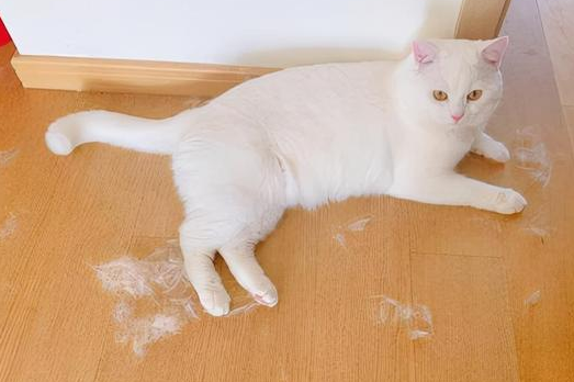 质量不佳,导致猫咪的皮肤质量和被毛质量比较差,就会有掉毛严重的情况