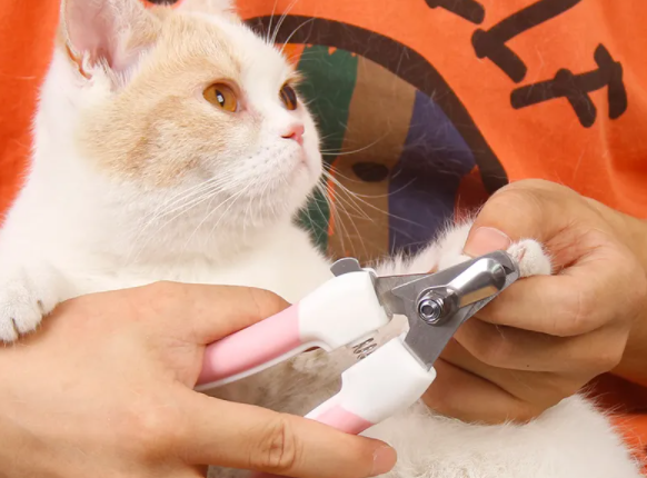 应该怎样给猫咪剪指甲