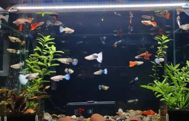 鱼缸里水浑浊怎么处理