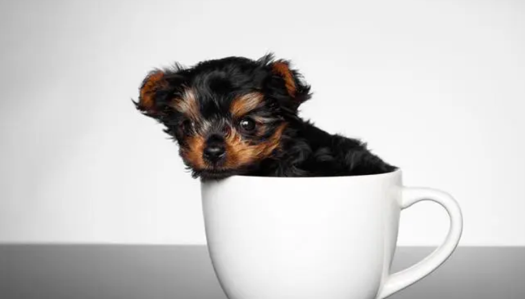 茶杯犬成年后体长多少 茶杯犬成年后体长多少