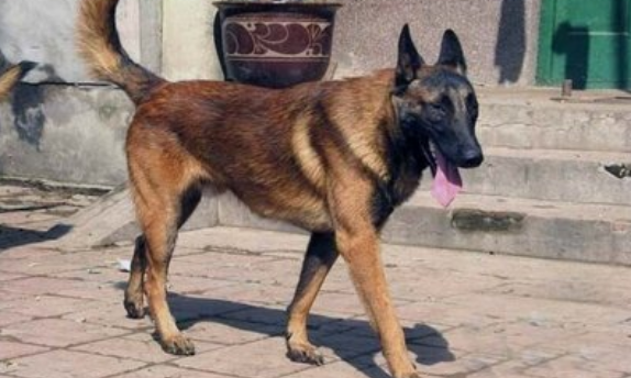 马犬为什么喜欢咬主人 马犬为什么喜欢咬主人