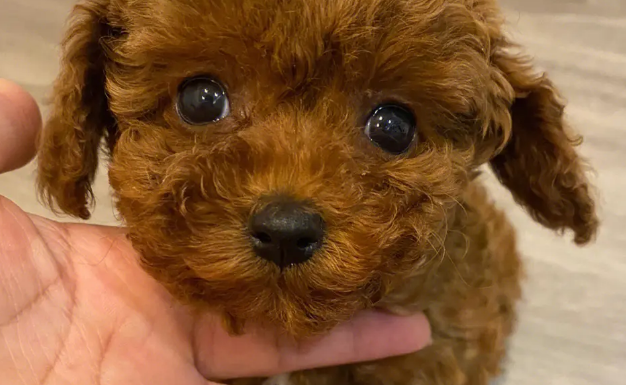 新手可以养哪些小型犬？这几种比较推荐