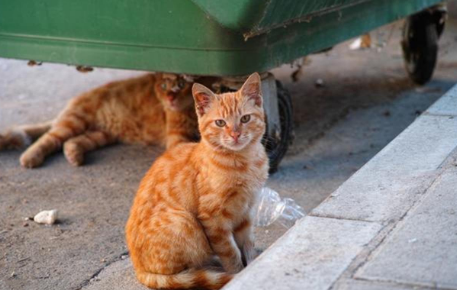 收养流浪猫需要注意什么?此文帮你解答 收养流浪猫需要注意什么?此文帮你解答