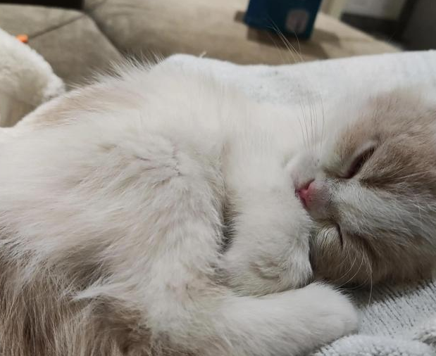 我把才两个月大的小奶猫一个人留在沙发上睡是不是太残忍了 我把才两个月大的小奶猫一个人留在沙发上睡是不是太残忍了