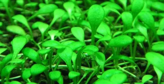 水缸养什么水草