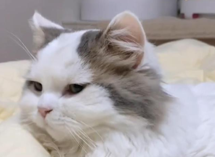 地中海秃头猫爆红,饲主多番蹂躏,忧愁的眼神惹人爱怜 地中海秃头猫爆红,饲主多番蹂躏,忧愁的眼神惹人爱怜