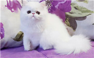 波斯猫缺点，你承受的起吗？