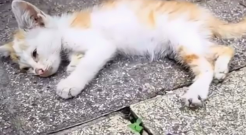 流浪猫路边求助，可惜谁都不肯帮忙，直到一个纸箱的出现……