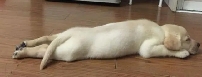 为什么幼犬喜欢睡地板 为什么幼犬喜欢睡地板