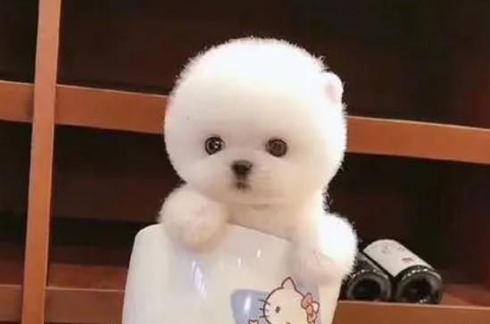博美茶杯犬好养活吗