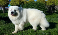 今日解析，大白熊犬掉毛严重解决方法