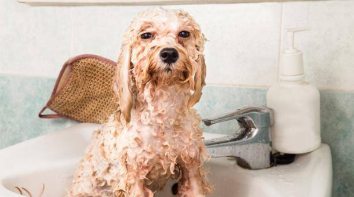 狗狗洗完澡一直挠是怎么回事？答案在这里