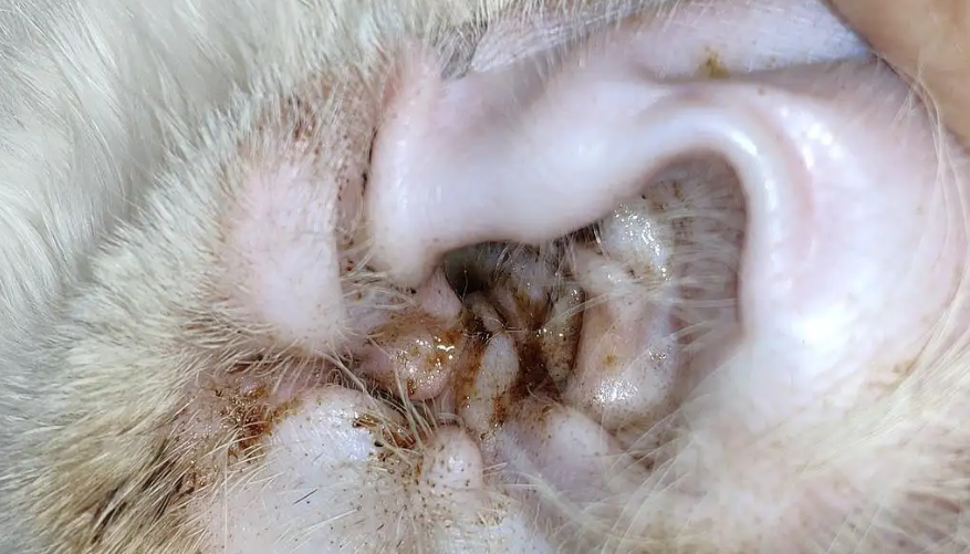 为啥猫咪有耳螨呢