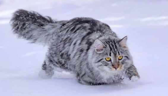 西伯利亚猫一只多少钱?该怎么饲养? 西伯利亚猫一只多少钱?该怎么饲养?