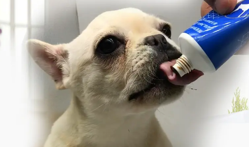 宠物营养膏十大排名