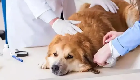 狗狗什么时候驱虫,怎么驱虫