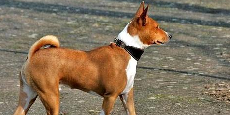 巴仙吉犬咳嗽怎么办?主人该怎么做? 巴仙吉犬咳嗽怎么办?主人该怎么做?