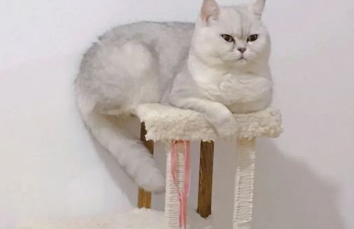 怎么自己做猫爬架 怎么自己做猫爬架