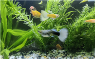 孔雀鱼鱼粮哪个牌子好