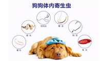 狗狗体外驱虫过敏能自愈吗