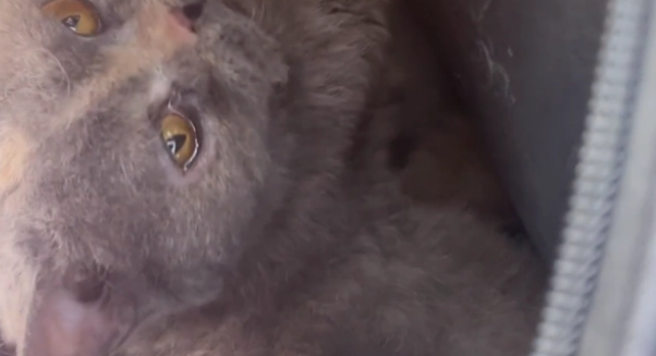 宠物猫被装进猫包抛弃，竟还留下一张纸条