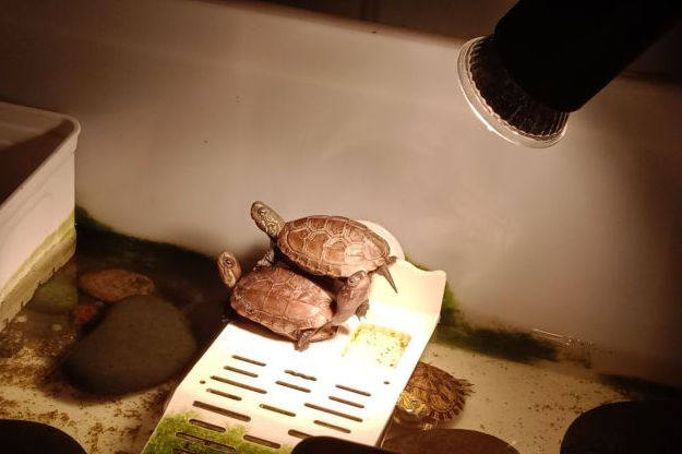 巴西龟需要晒背灯吗 巴西龟需要晒背灯吗
