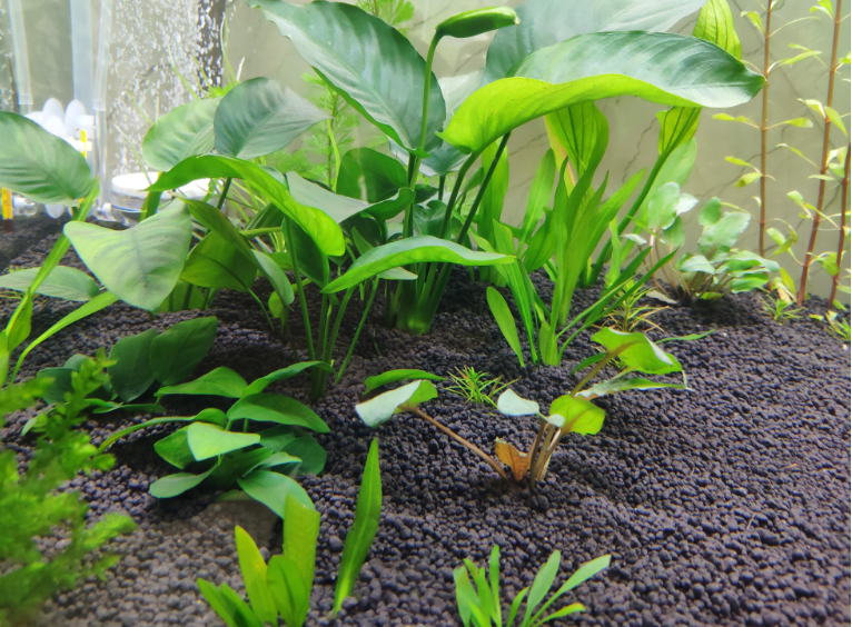 鱼缸养哪种水草