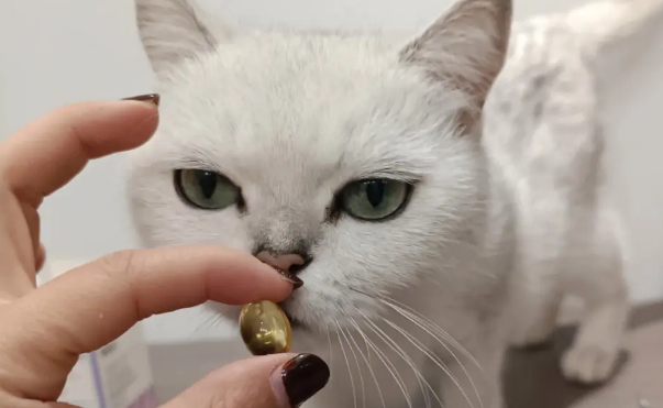 猫咪能吃深海鱼油吗